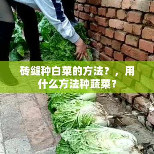 砖缝种白菜的方法？，用什么方法种蔬菜？