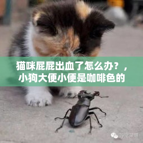 猫咪屁屁出血了怎么办？，小狗大便小便是咖啡色的，是怎么回事？