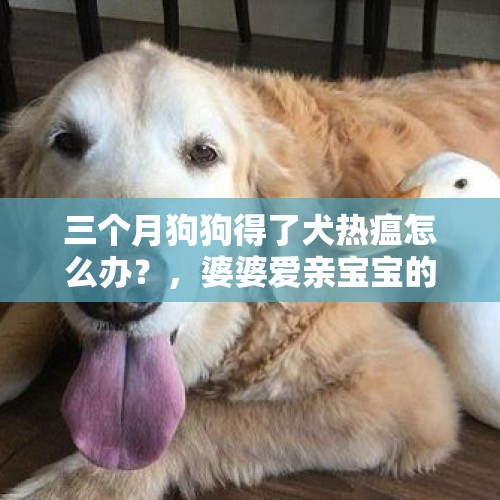 三个月狗狗得了犬热瘟怎么办？，婆婆爱亲宝宝的嘴怎么办？