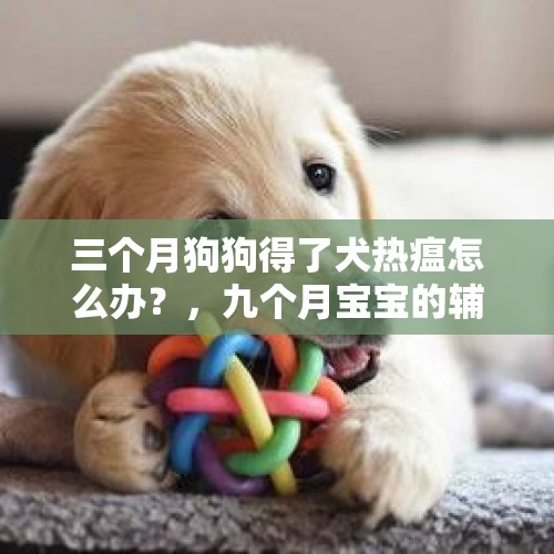 三个月狗狗得了犬热瘟怎么办？，九个月宝宝的辅食到底能不能放盐，没有味道的东西宝宝不吃怎么办？