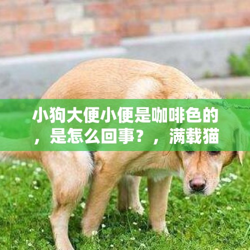 小狗大便小便是咖啡色的，是怎么回事？，满载猫狗货车流血水