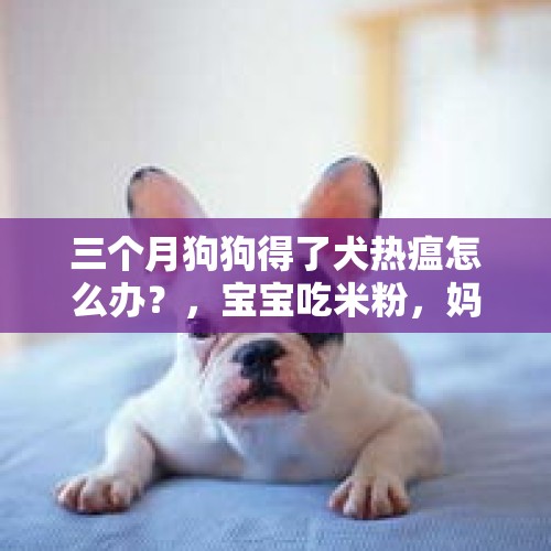 三个月狗狗得了犬热瘟怎么办？，宝宝吃米粉，妈妈应该如何喂养？