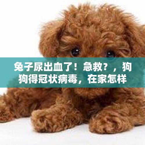 兔子尿出血了！急救？，狗狗得冠状病毒，在家怎样治疗？