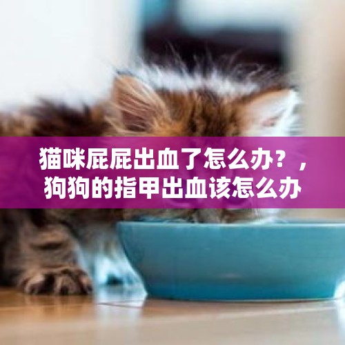 猫咪屁屁出血了怎么办？，狗狗的指甲出血该怎么办？