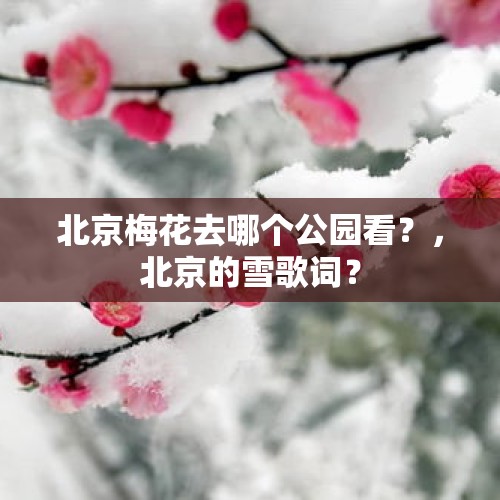 北京梅花去哪个公园看？，北京的雪歌词？