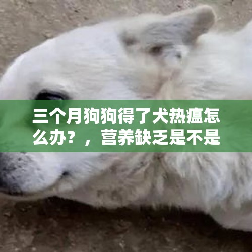 三个月狗狗得了犬热瘟怎么办？，营养缺乏是不是会导致宝宝生病，要怎么添加辅食？