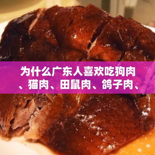 为什么广东人喜欢吃狗肉、猫肉、田鼠肉、鸽子肉、兔子肉呢？，为什么给猫咪吃的肉要在冰箱冷冻半个月？