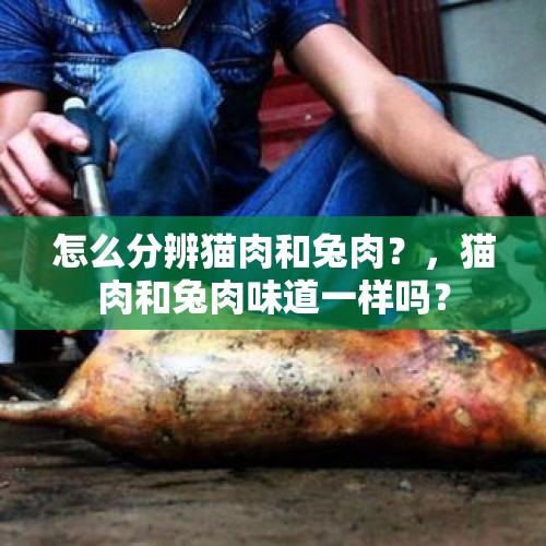 怎么分辨猫肉和兔肉？，猫肉和兔肉味道一样吗？