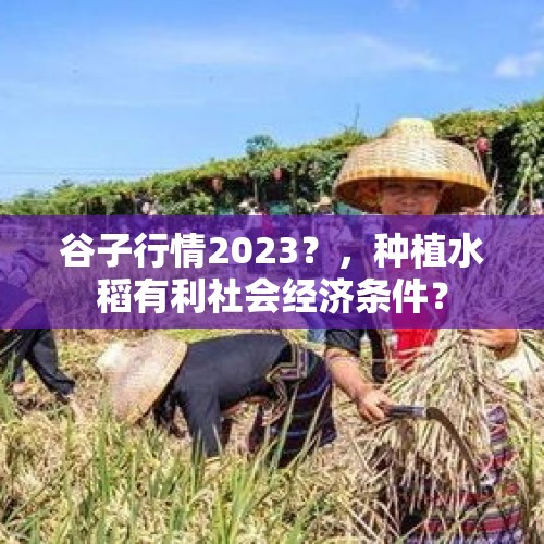 谷子行情2023？，种植水稻有利社会经济条件？