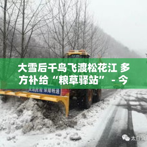 大雪后千鸟飞渡松花江 多方补给“粮草驿站” - 今日头条