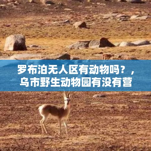 罗布泊无人区有动物吗？，乌市野生动物园有没有营业？