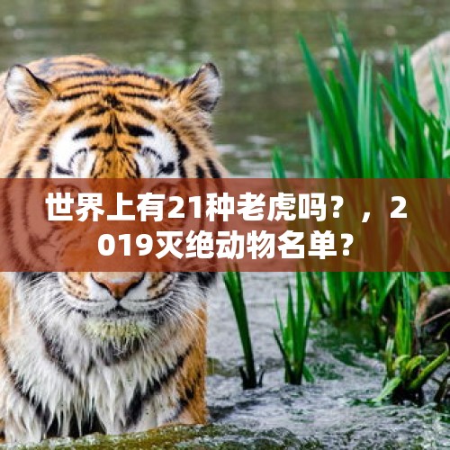 世界上有21种老虎吗？，2019灭绝动物名单？