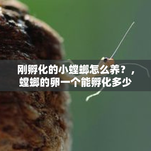 刚孵化的小螳螂怎么养？，螳螂的卵一个能孵化多少只螳螂？