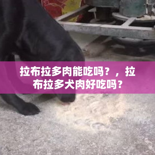 拉布拉多肉能吃吗？，拉布拉多犬肉好吃吗？