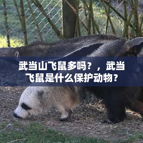 武当山飞鼠多吗？，武当飞鼠是什么保护动物？