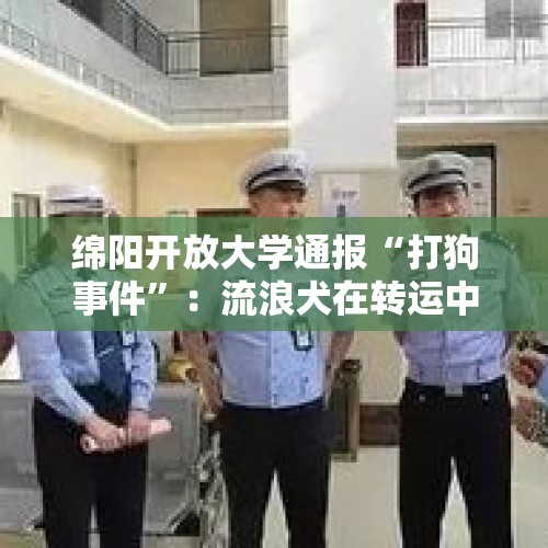 绵阳开放大学通报“打狗事件”：流浪犬在转运中反抗，安保人员解聘 - 今日头条