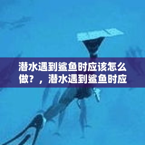 潜水遇到鲨鱼时应该怎么做？，潜水遇到鲨鱼时应该怎么做？