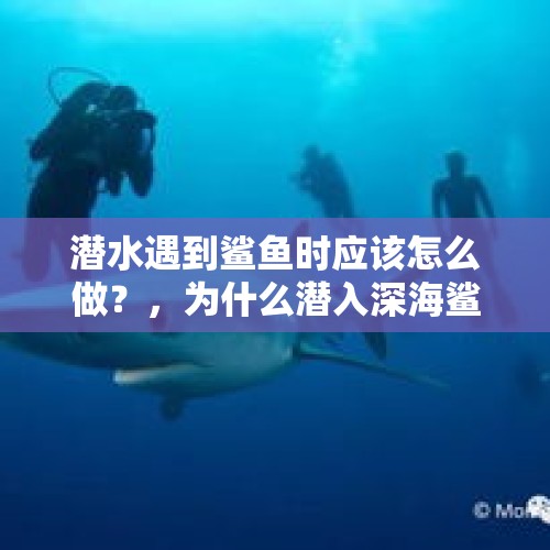 潜水遇到鲨鱼时应该怎么做？，为什么潜入深海鲨不会把人咬死？