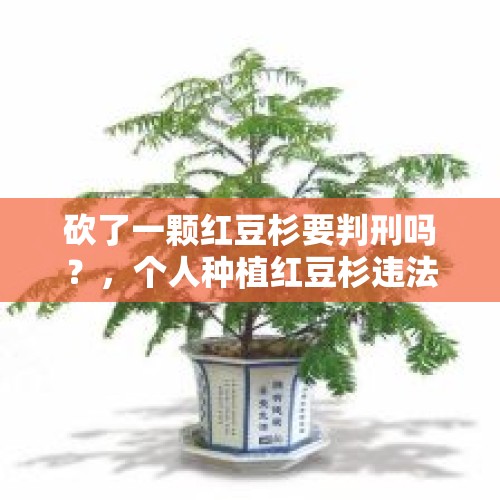 砍了一颗红豆杉要判刑吗？，个人种植红豆杉违法/犯法吗？