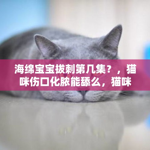 海绵宝宝拔刺第几集？，猫咪伤口化脓能舔么，猫咪伤口化脓，怎么办？