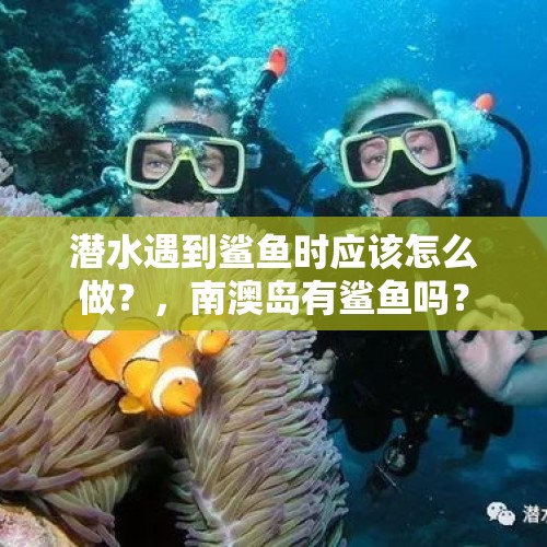 潜水遇到鲨鱼时应该怎么做？，南澳岛有鲨鱼吗？