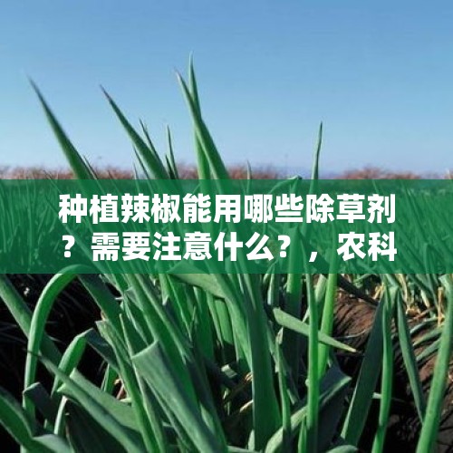 种植辣椒能用哪些除草剂？需要注意什么？，农科院回应掉色葱