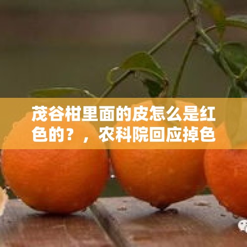 茂谷柑里面的皮怎么是红色的？，农科院回应掉色葱