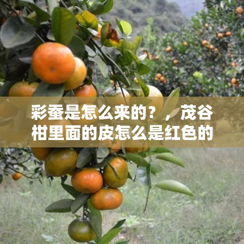 彩蚕是怎么来的？，茂谷柑里面的皮怎么是红色的？