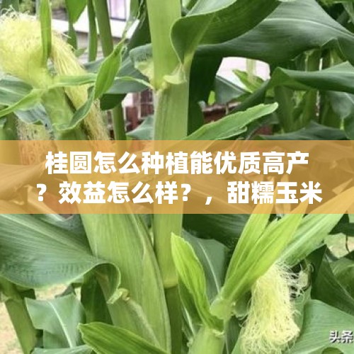 桂圆怎么种植能优质高产？效益怎么样？，甜糯玉米哪个品种好？