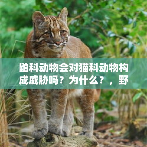 鼬科动物会对猫科动物构成威胁吗？为什么？，野猪蹭饭变宠物猪