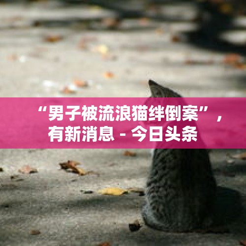 “男子被流浪猫绊倒案”，有新消息 - 今日头条