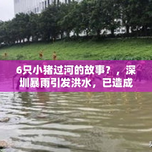 6只小猪过河的故事？，深圳暴雨引发洪水，已造成5人死亡、6人失联；东湖公园段施工处有5人被冲走，已确认3人死亡，2人失联。你怎么看？